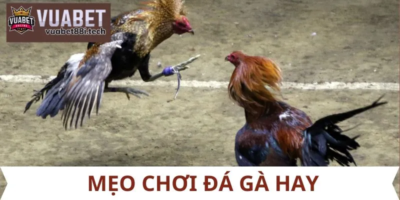 Mẹo chơi đá gà hay