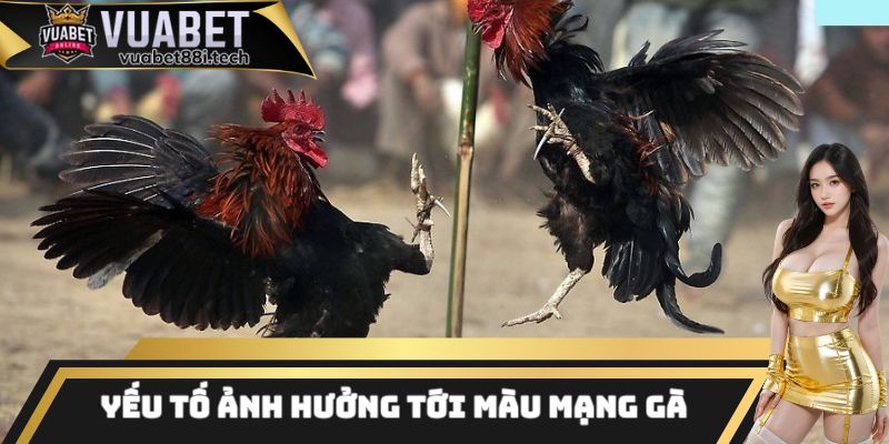 Một vài yếu tố ảnh hưởng trực tiếp đến màu mạng gà